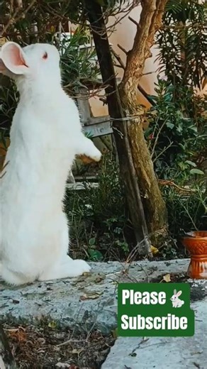 CuteBunny Tree Climbing | Bunny Bounce Hub #viralvideo #ytshorts #shorts