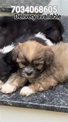 lhasa apso puppies in low price|good quality Lhasa apso puppies for sale|kerala trivandrum|dog sale|