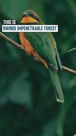 Uganda's 5 Best Forest Trails: Step into the Wild! 🦍🌳