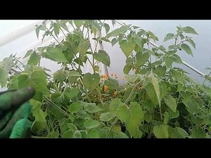 DIY Capillary Mat Watering Station