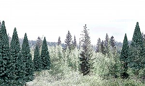 Blue Spruce - Woodland Scenics