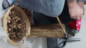 clip-3409613071-nutcracker-nuts-nut-cracking-procedure