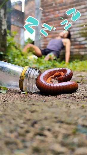 always gives good luck to the millipedes that I want to surprise