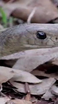 Meet the Eastern Brown Snake Australia's Fast, Deadly Snakes living Close to Humans #naturefacts