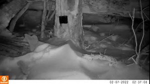 👀 We Want Weasel Watchers Our furbearer biologists are working with colleagues from multiple states to survey weasels in the eastern U.S. For the first phase of the project, biologists are testing out different lures and bait at camera trap stations to see if they can find one that consistently works to attract weasels. 📌 Do you ever see weasels? If so, make sure to submit your sighting to help us track their populations: http://ow.ly/8gnV50IiYFw | Ohio Division of Wildlife