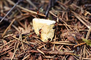 9 Easy Ways of Controlling Ants in Your Compost