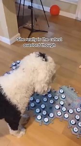 799K views · 28K reactions | She really is the cutest overlord | what about bunny the talking dog #talkingdog #dogs | Whataboutbunny | Facebook