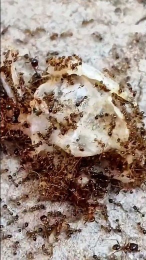 216. Black Ants with Yummy Food-Daily Life of Insects Up Close