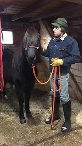 15K views · 236 reactions | Ranch Hacks - Episode 11 A left/right hand halter - to help my horse become a little more balanced, & to help remind me to always check if my horse is as comfortable in the off-side as in the left side. Innovative ideas for your entertainment Thanks for watching! | Ranch Hacks | Facebook