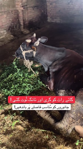 Emergency Care for Injured Cows: Tips from Veterinarians