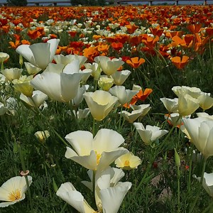 Poppy Happy Square - Japan's largest poppy field, but... ⋆ In Saitama