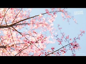 Visit the Cherry Blossom Capital of the World | Macon, Georgia