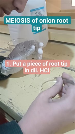 cbse#biology#practical#meiosis#mitosis#celldivision#12th#board#boardpreparation#science#preboard