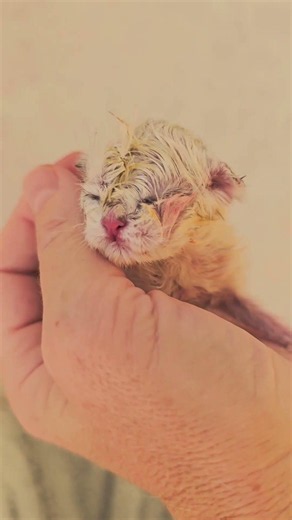 Newborn kitten meows so sweetly 🫠 #meow #newborn #newbornkitten #kitten