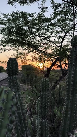 Captivating Cacti: Nature's Spiny Marvels in Focus