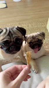 41K views · 2.3K reactions | Cuteness Overload 凉❤️✨ @fussypug | Pugs | Facebook