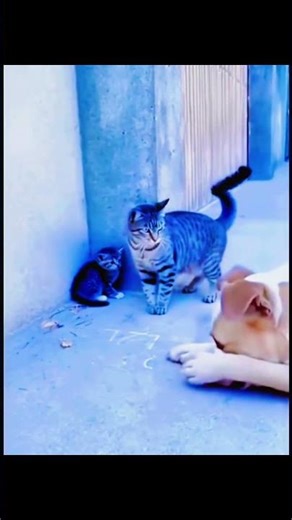 When Mommy Cat Shows Up, the Big Dog Knows Who's Boss! #shorts