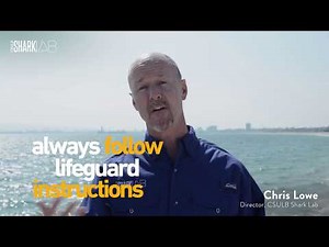 Shark Safety - What to do if you see a shark