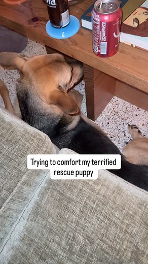 Cactus is such a sensitive little guy, easily startled and thrown off by the smallest things. I think he heard a noise that really scared him, and I haven’t seen him this shaken in a long time. For a moment I was genuinely worried. He was hiding in corners, squeezing himself between the couch and the coffee table, clearly trying to feel safe. Thankfully he eventually curled up and went to sleep, and by the next morning he was back to his usual self. | Cactus The Rescue