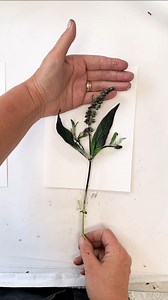 Monoprinting Buddleia this time. Buddleja davidii also known as the Butterfly Bush. Native to China, Buddleia was introduced to the United Kingdom in the late 19th century as an ornamental plant However, its rapid growth has led to its classification as an invasive species in some areas, including Cornwall. Buddleia's invasive nature becomes particularly problematic in areas like Cornwall, where its aggressive growth can crowd out native vegetation and disrupt local ecosystems. It can colonise d