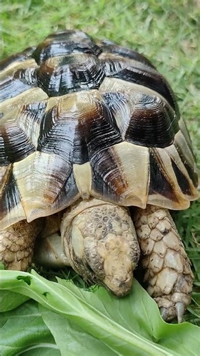 CRISPY BOK CHOY ASMR 🥬 Tortoise Taking Perfect Bites (No Music, Pure Sounds)