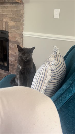 Sleepy* little baby😊😻 #catsoftiktiok #catslover | cat