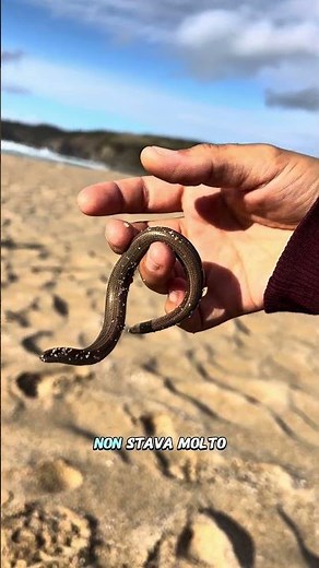 Slow worm rescue 🦎 | Anguis fragilis