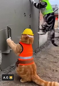 2 chats qui se battent au chantier 😹 | A.G Divertissement