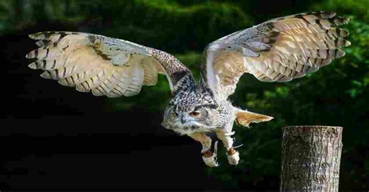 Largest Owl Species in North America: Discover the Majestic Giants
