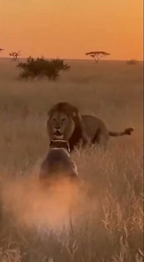 Lion vs Pitbull: The Most INSANE Showdown You've Ever Seen! 🦁😱
