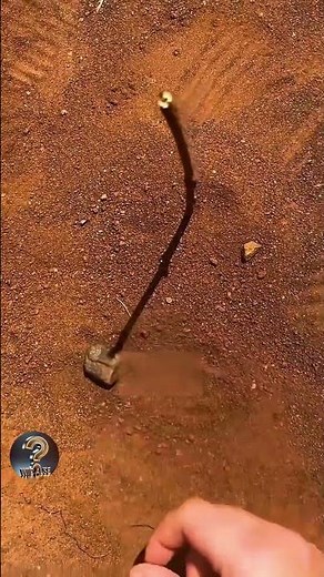 A method that can save your life in the wilderness