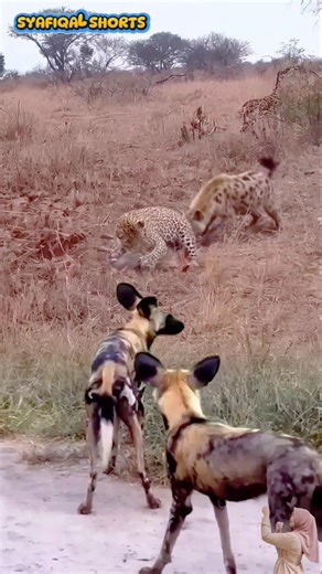 Macan Tutul Berbagi Makan Siang Dengan Hyena. #animals #shorts #fyp #viral