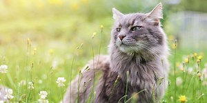 6 remèdes de grand-mère pour apaiser un chat stressé