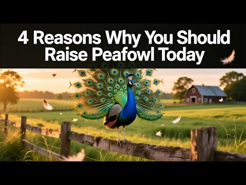 4 Reasons Why You Should Raise Peafowl Today