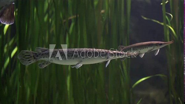 Spotted gar, Lepisosteus oculatus is freshwater fish native to North America has an abundance of dark spots on its head, fins, and dart-like body. Fish among the underwater vegetation. Cancer risk.
