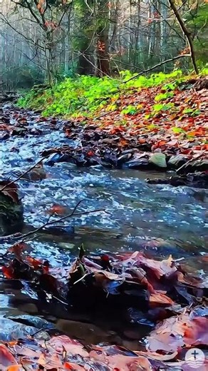 Autumn Stream Close-Up | Soothing Water Sounds Short | Relaxing Nature 4K