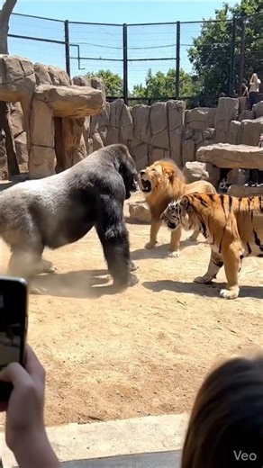 Gorilla Faces Lion and Tiger | Zoo Footage 🦍🐅