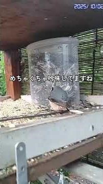 ヒマワリの種選びに余念の無いゴジュウカラちゃん#ゴジュウカラ#ヒマワリ種#北海道野鳥LIVE#birdwatching#birdfeeder#野鳥観察#定点観測#北海道#hokkaido