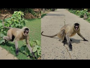 Angry Monkey's Wild Road Show | Unexpected Monkey Behavior Caught on Camera 🐒🔥