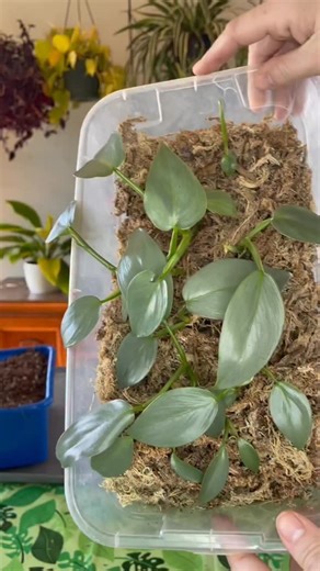 2K views · 2.7K reactions | Silver Sword Philodendron Propagation ✂️  . #silverswordphilodendron #silversword #propagation | Foraging Fosters | Facebook