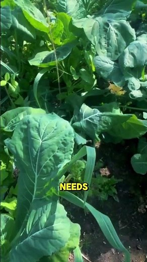 Broccoli Companion Planting Mistakes To Avoid