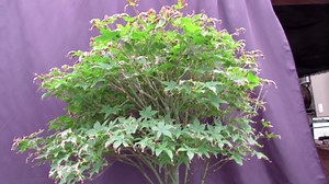 62 Year Old Rhode Island Red Japanese Maple Bonsai Tree