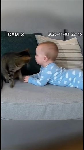 Cat gets scared by baby fart