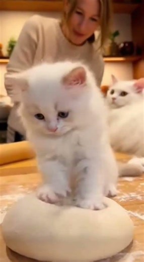 Cute Turkish Angora kitten making dough with mom cat and a smiling woman