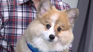 99K views · 4K reactions | Zak George has THE best training videos! But let's be real, I can't hear anything he's saying because OF THIS MOTHERFLUFFIN' FLUFFY CORGI NAMED MAX. OH MY GAHHHHH! Visit Zak George's YouTube channel for more training vids: https://www.youtube.com/user/zakgeorge21 | Corgi Things | Facebook