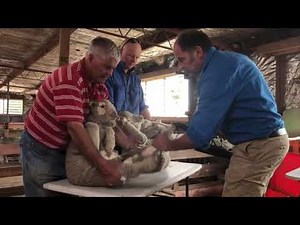 John Steinfort demonstrates 'Steining' - a liquid nitrogen based alternative to surgical mulesing