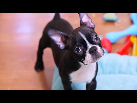 Boston Terrier Puppies - Week 10