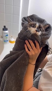 458K views · 20K reactions | GIVING MY CAT A BATH | Dontstopmeowing | Facebook