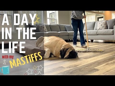 A Day In the Life of Big Dog Mom | My Daily Routine With 2 English Mastiffs | DITL VLOG | April 2022
