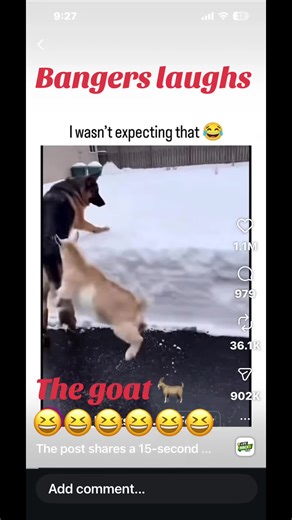 #funnyvideo #funnyanimals #laughing #stickfigureman#fypシ